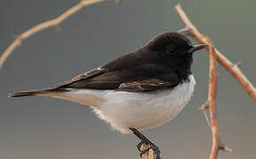 Variable Wheatear