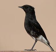 Variable Wheatear