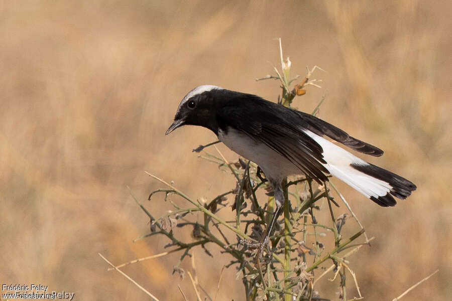 Variable Wheatear male adult breeding, identification