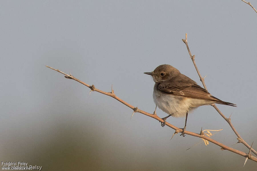 Traquet variable femelle adulte, identification