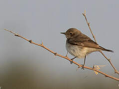 Variable Wheatear