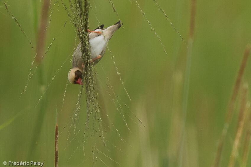 Red-billed Queleaadult