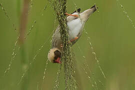 Red-billed Quelea