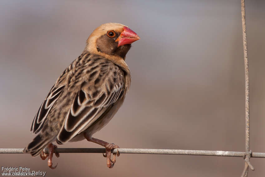 Red-billed Quelea male adult breeding, pigmentation