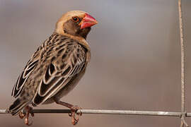 Red-billed Quelea