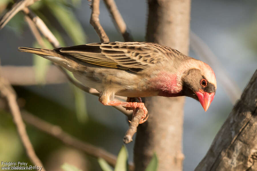 Red-billed Quelea male adult breeding, identification, Behaviour