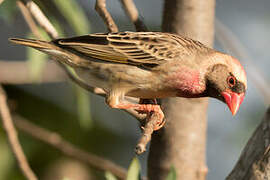 Red-billed Quelea