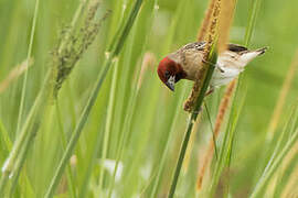 Red-headed Quelea