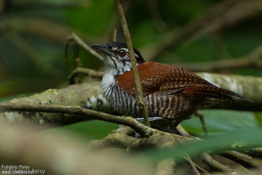 Bay Wrenadult, identification