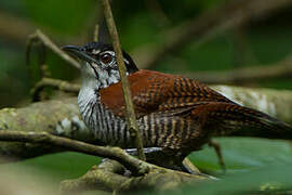 Bay Wren