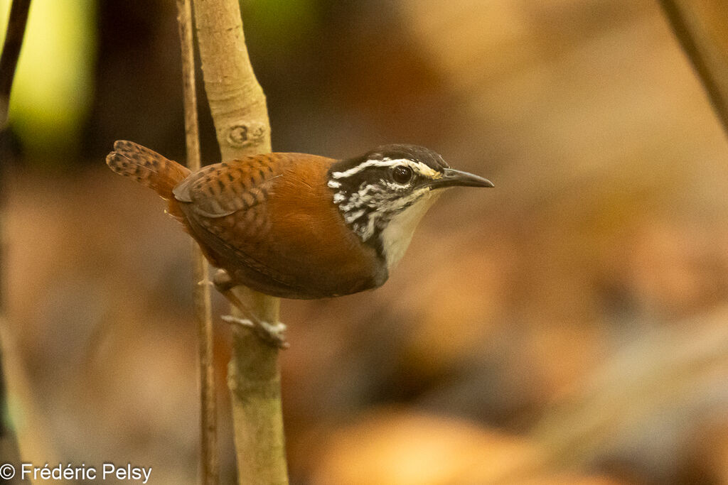 White-breasted Wood Wren