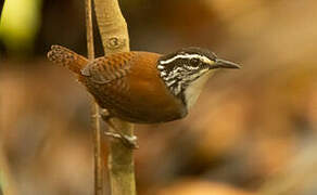 White-breasted Wood Wren