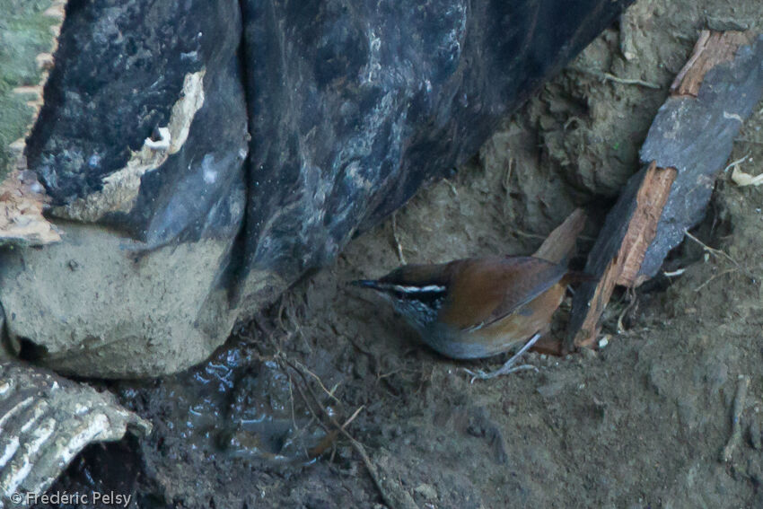 Grey-breasted Wood Wren