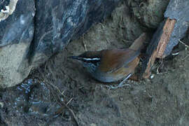 Grey-breasted Wood Wren