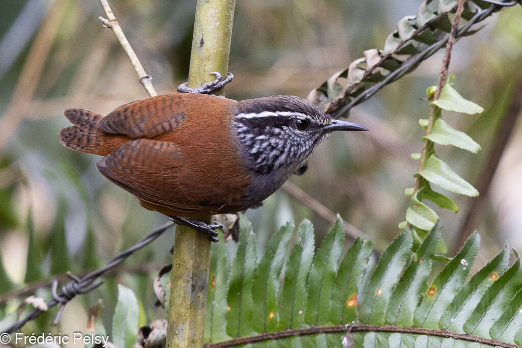 Grey-breasted Wood Wren