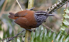 Grey-breasted Wood Wren