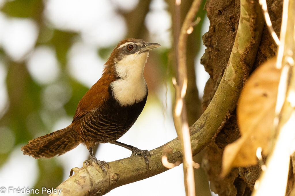 Black-bellied Wren