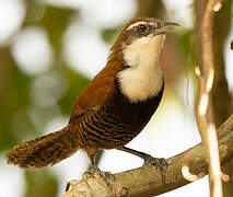 Black-bellied Wren