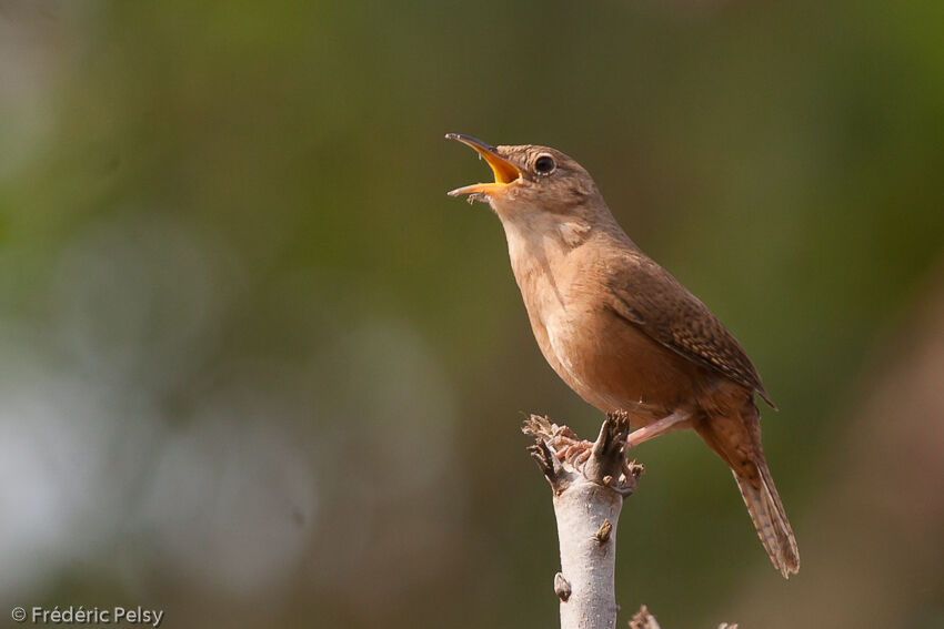 House Wren (musculus), song