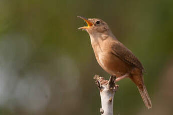 Troglodyte austral