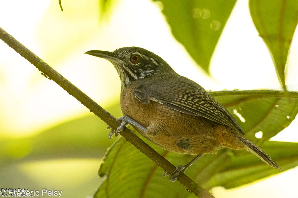 Stripe-throated Wren