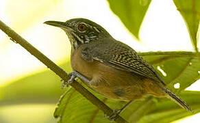 Stripe-throated Wren