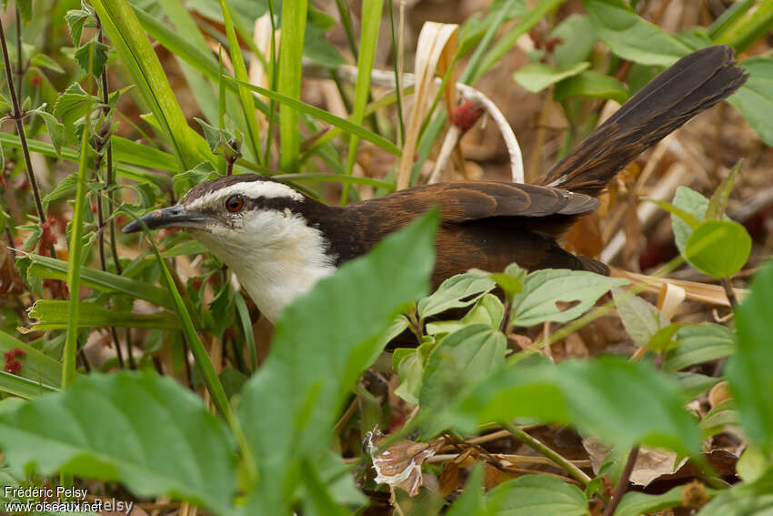 Troglodyte bicoloreadulte, pêche/chasse