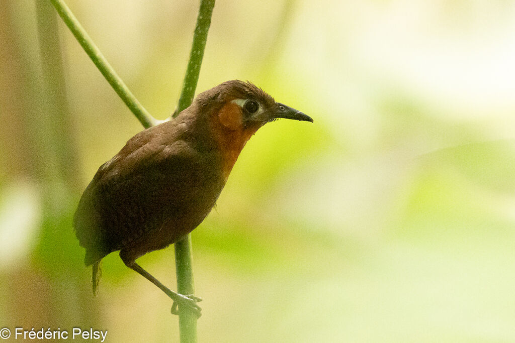 Song Wren