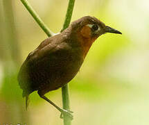 Song Wren