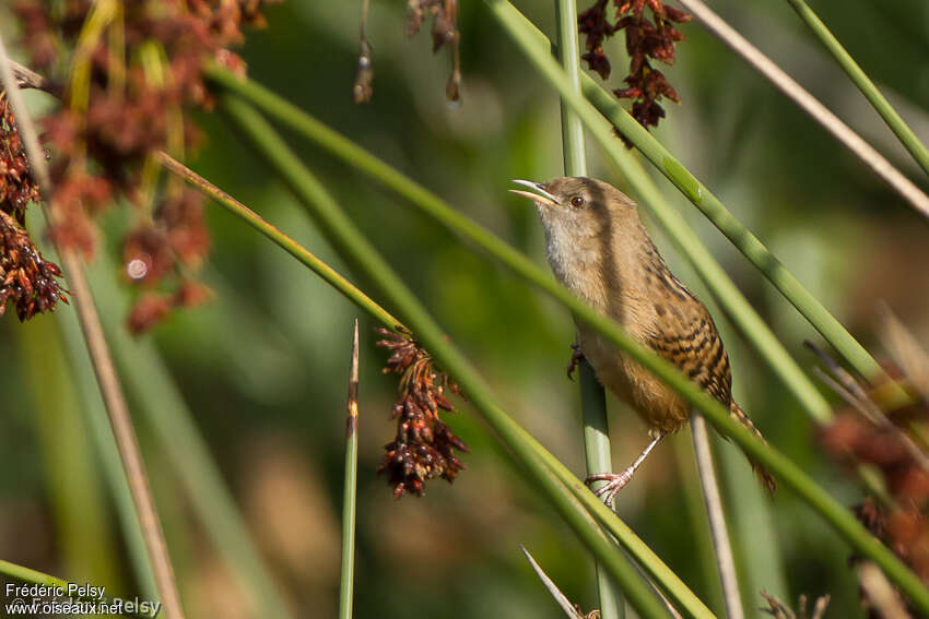 Apolinar's Wrenadult, identification