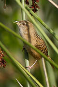 Apolinar's Wren