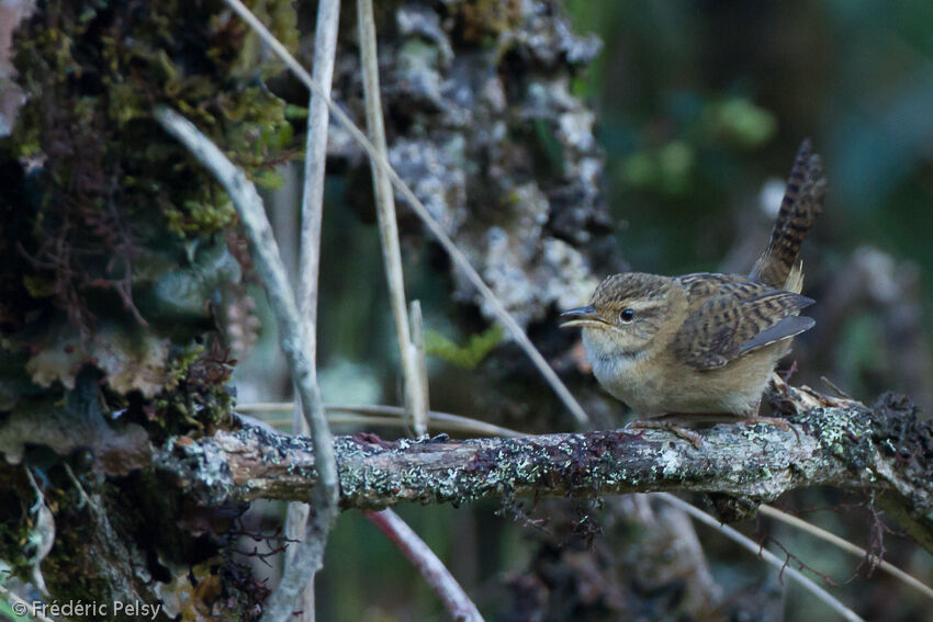 Grass Wrenadult