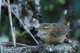 Grass Wren