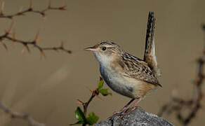 Grass Wren