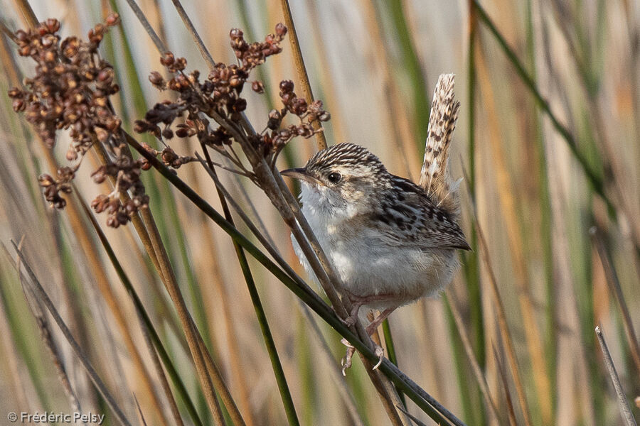 Grass Wren