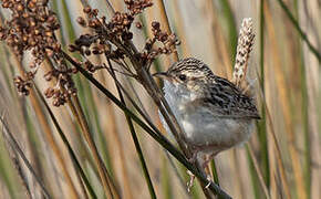 Grass Wren