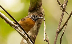 Rufous-breasted Wren