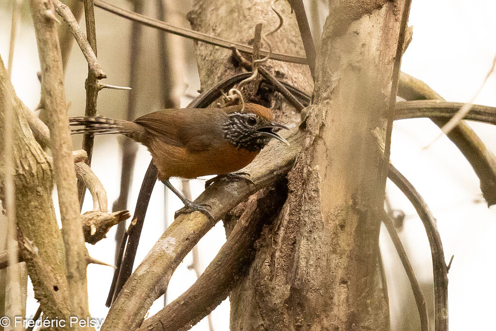 Rufous-breasted Wren