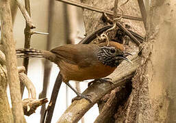 Rufous-breasted Wren