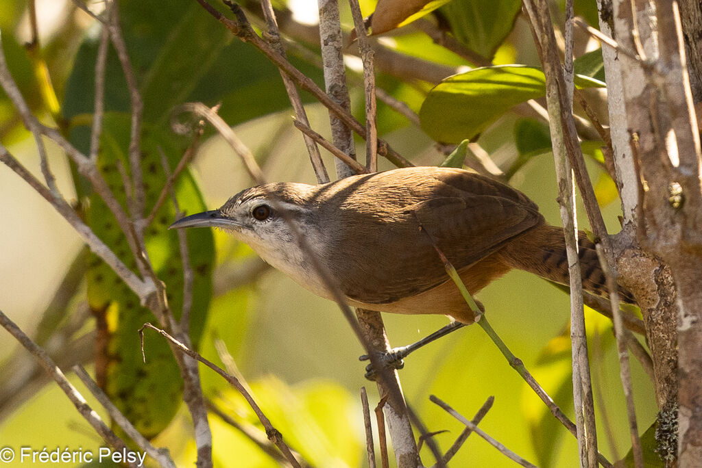 Isthmian Wren