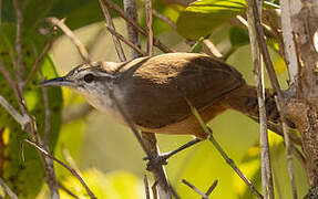 Isthmian Wren