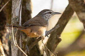 Isthmian Wren