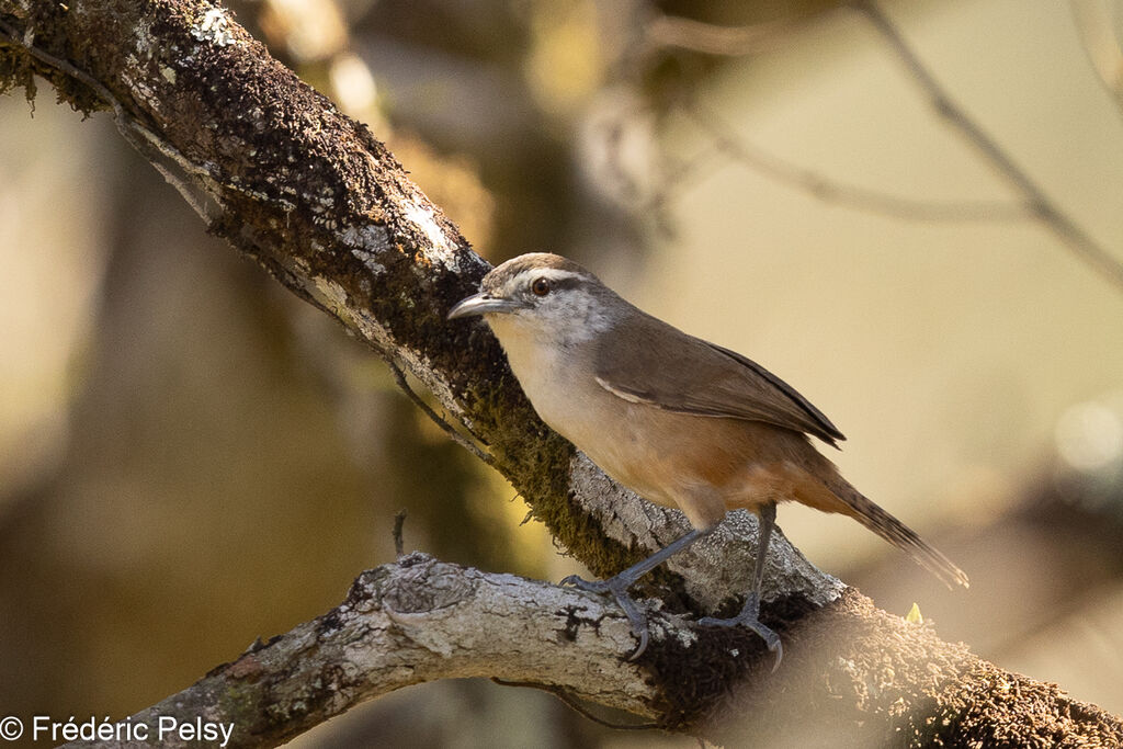 Isthmian Wren