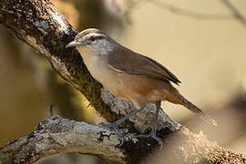 Isthmian Wren