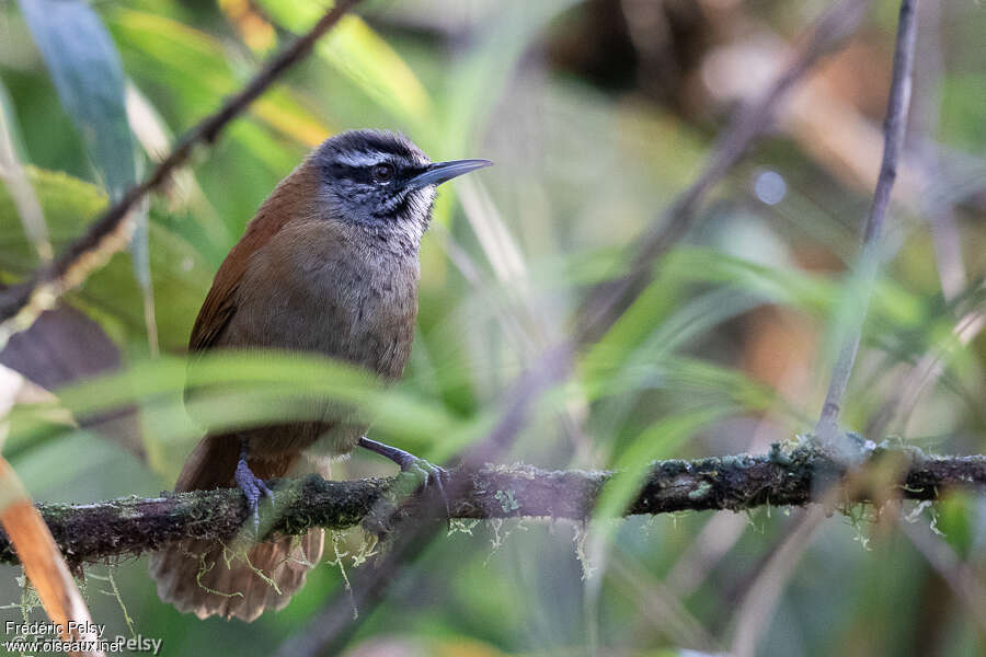 Plain-tailed Wren