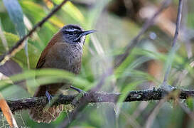 Plain-tailed Wren