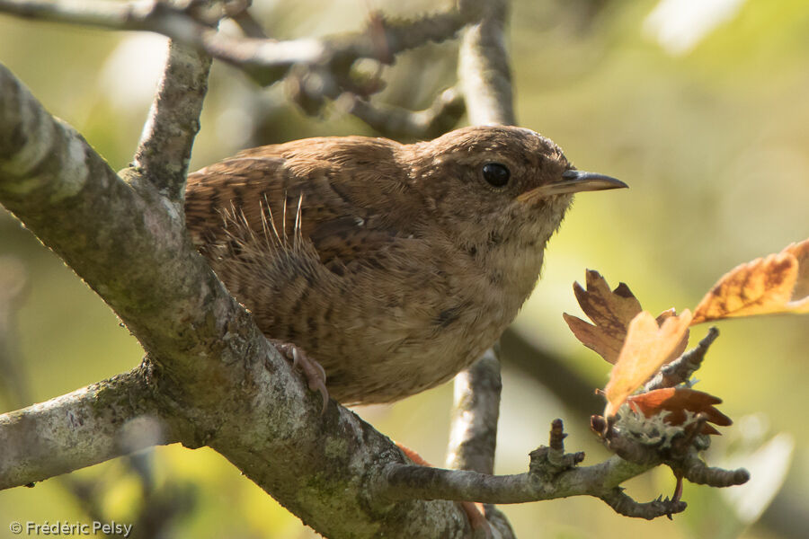 Eurasian Wrenjuvenile