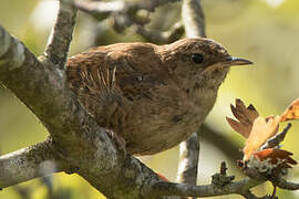 Eurasian Wren