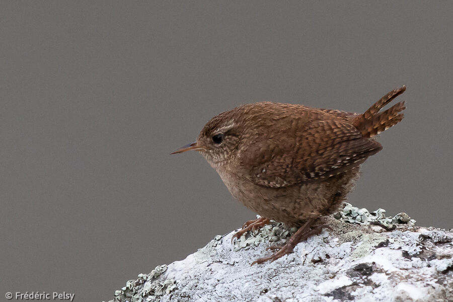 Eurasian Wren