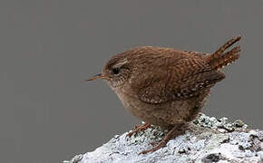 Eurasian Wren